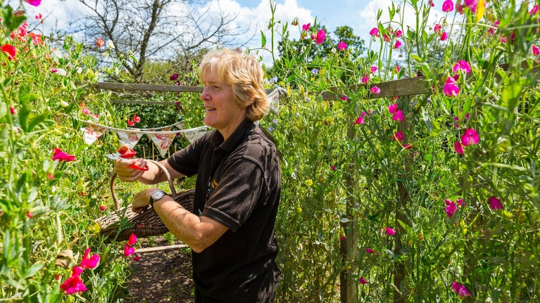 Gardener picking pink sweetpeas